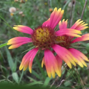 Wild flowers series: Happiness and Prosperity