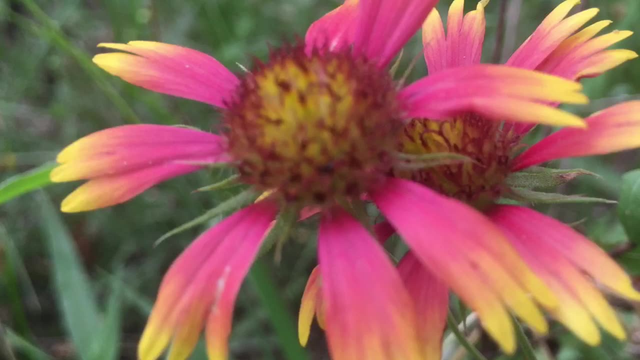 Wild flowers series: Happiness and Prosperity