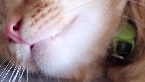Funny kitty