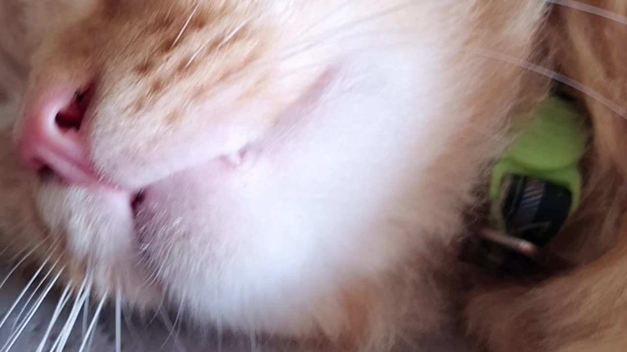 Funny kitty