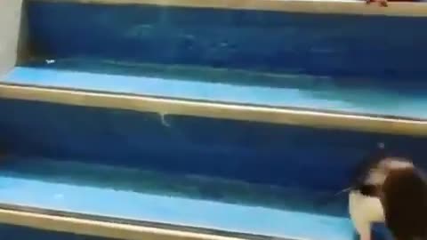 Penguin Stairs
