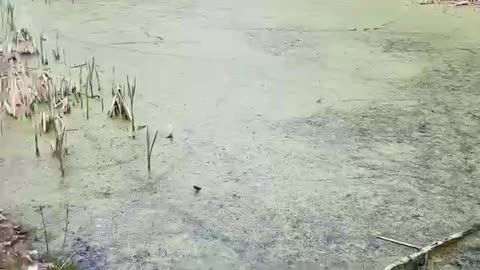 How to Kill Mosquitoes in Your Pond