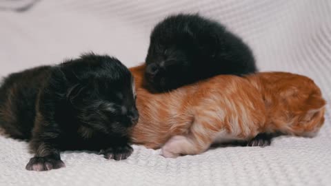 Cute newborn kittens on a white blanket