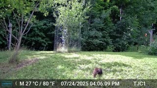 A Black Squirrel With A Red Tail