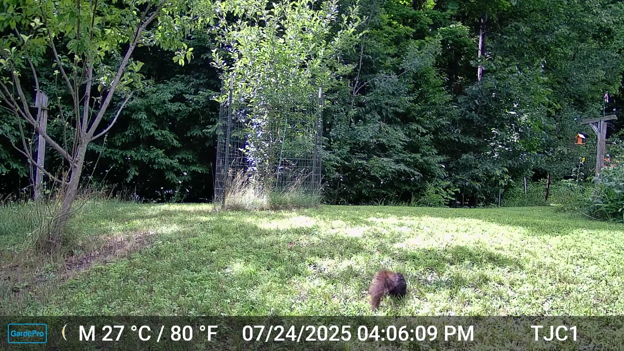 A Black Squirrel With A Red Tail