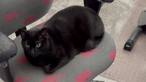 Cute Precious Piper Looks So Professional in the Office - Adopting a Cat from a Shelter Vlog
