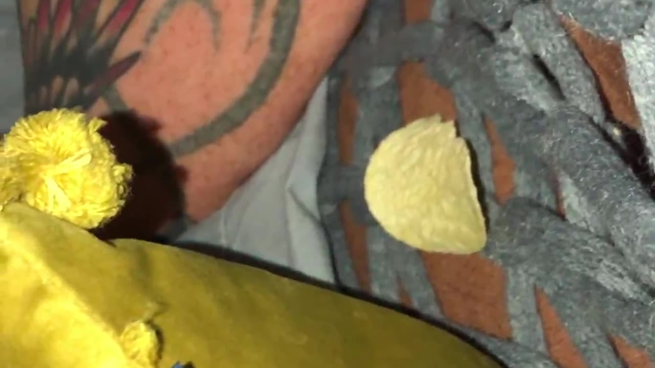 Growling Persian Cat Claims Crisps