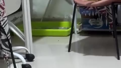 Funny 😂 video of cat 😺