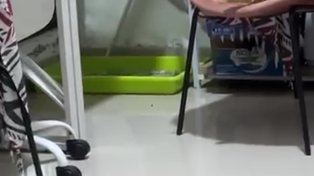 Funny 😂 video of cat 😺