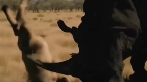 Fury of anger! Animal Exploration