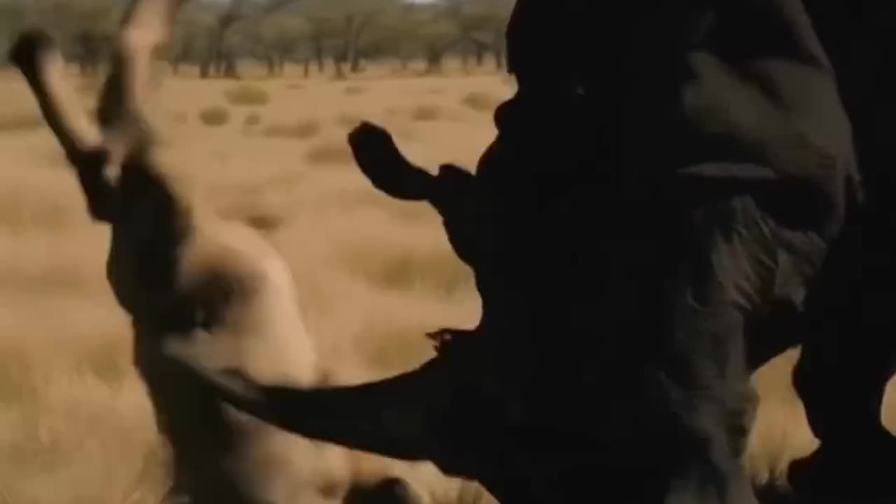 Fury of anger! Animal Exploration