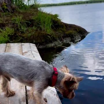 A dog walks on the bridge near the lake