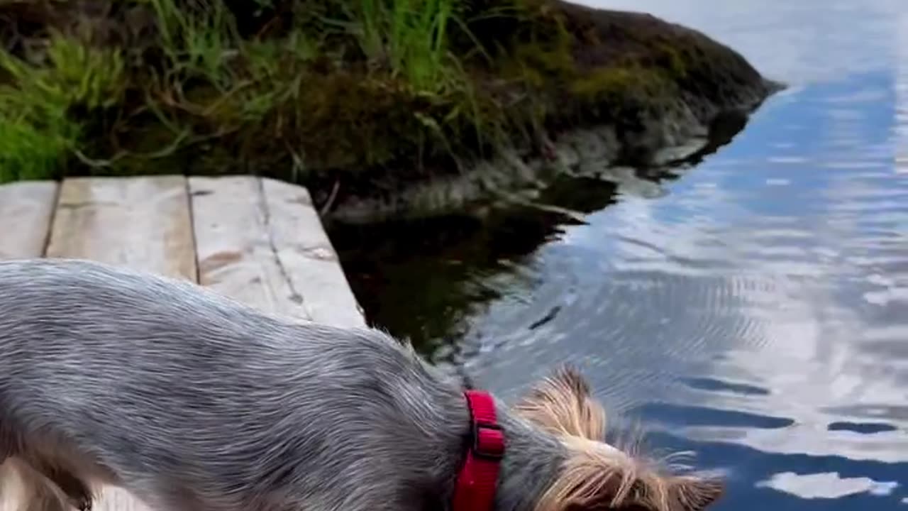 A dog walks on the bridge near the lake