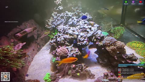 24/7 Real Live Reef Stream