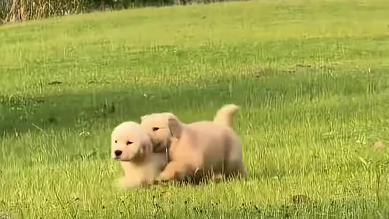 Super happy dog 🐶🥰