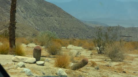 Barrel cactus looks a bit...phallic...wouldn't want to mess with this fascinus, evil eye!