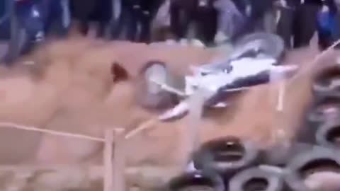 Animals funny video