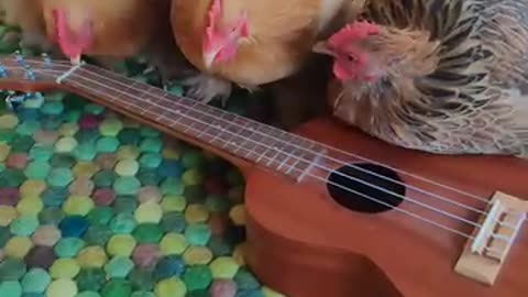 Funny videos 😂 of hen 😀