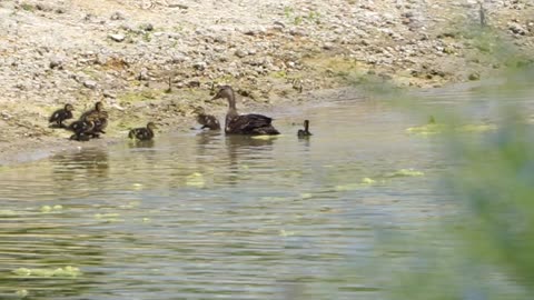 The Mottled Ducklings of 2025
