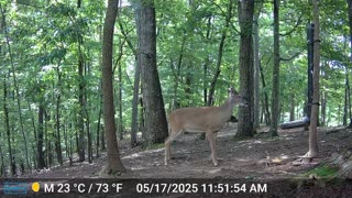 The Woods – 05/18/2025