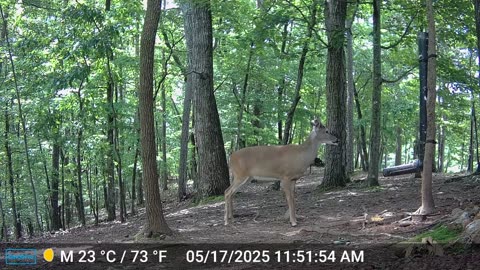 The Woods – 05/18/2025