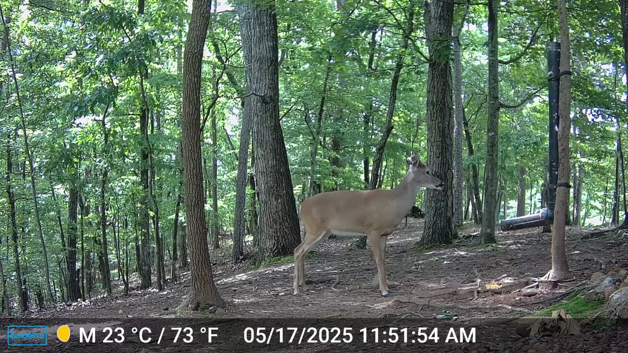 The Woods – 05/18/2025