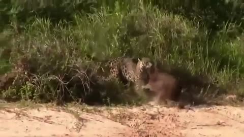 Best Hunting