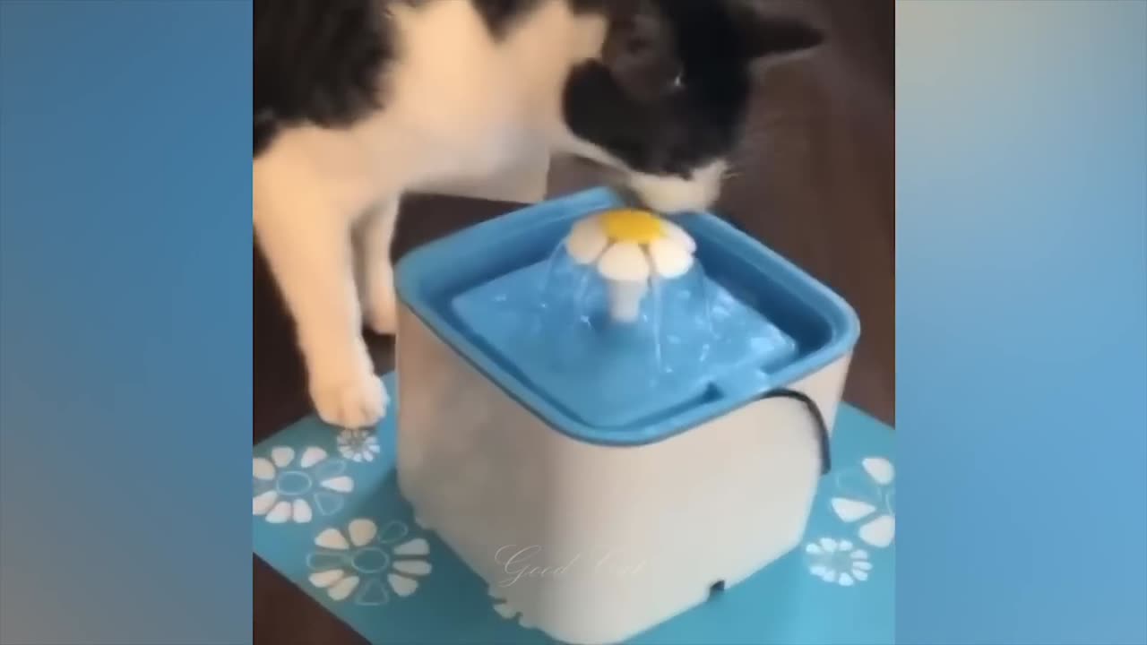 Crazy Cute Animals Compilation