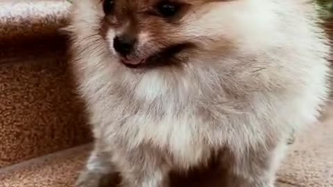 Cute Dog