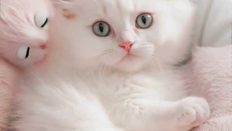 "Paws & Popular! 😻🔥 The Most Viral & Adorable Cat Videos"#ViralCats #CuteVideos