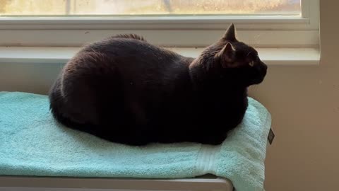 Cute Precious Piper Looks Snuggly and Cuddly in Her Spa - Adopting a Cat from a Shelter Vlog