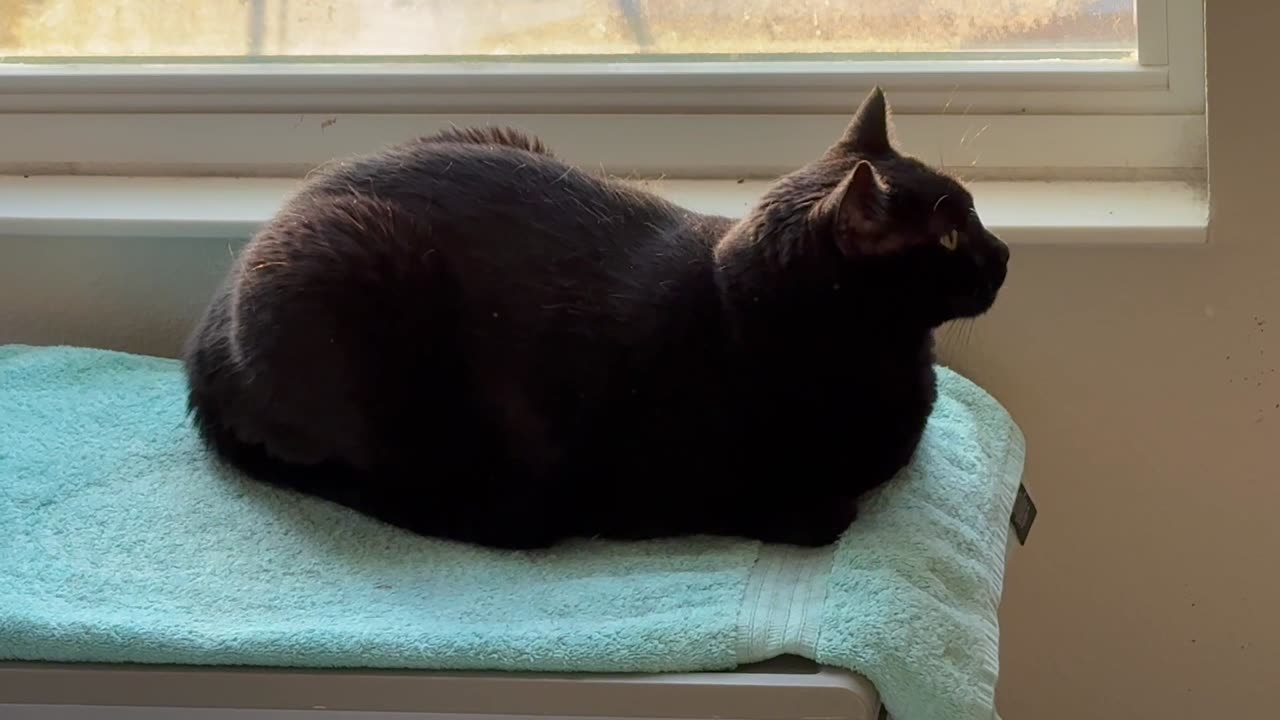 Cute Precious Piper Looks Snuggly and Cuddly in Her Spa - Adopting a Cat from a Shelter Vlog