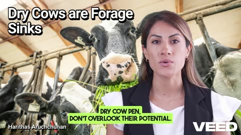 Dry Cows:The Unsung Heroes of Forage Management