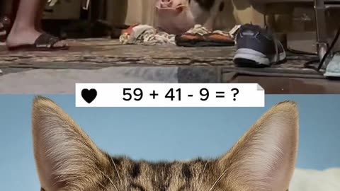 A cute pet. Would you like something like this for yourself?