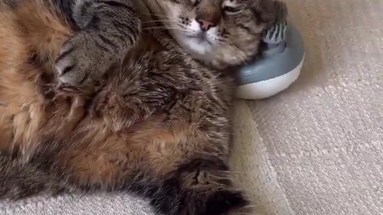 😌🐾 This Cat's Sunday Chill is the Ultimate #SundayVibes! | FunFM