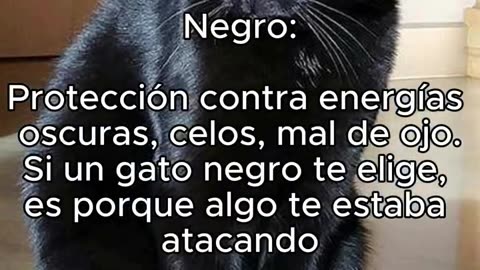😊 🌈El 💧#Color⚪️ de 🫵#Tú 😸#Gatito.👍🏻