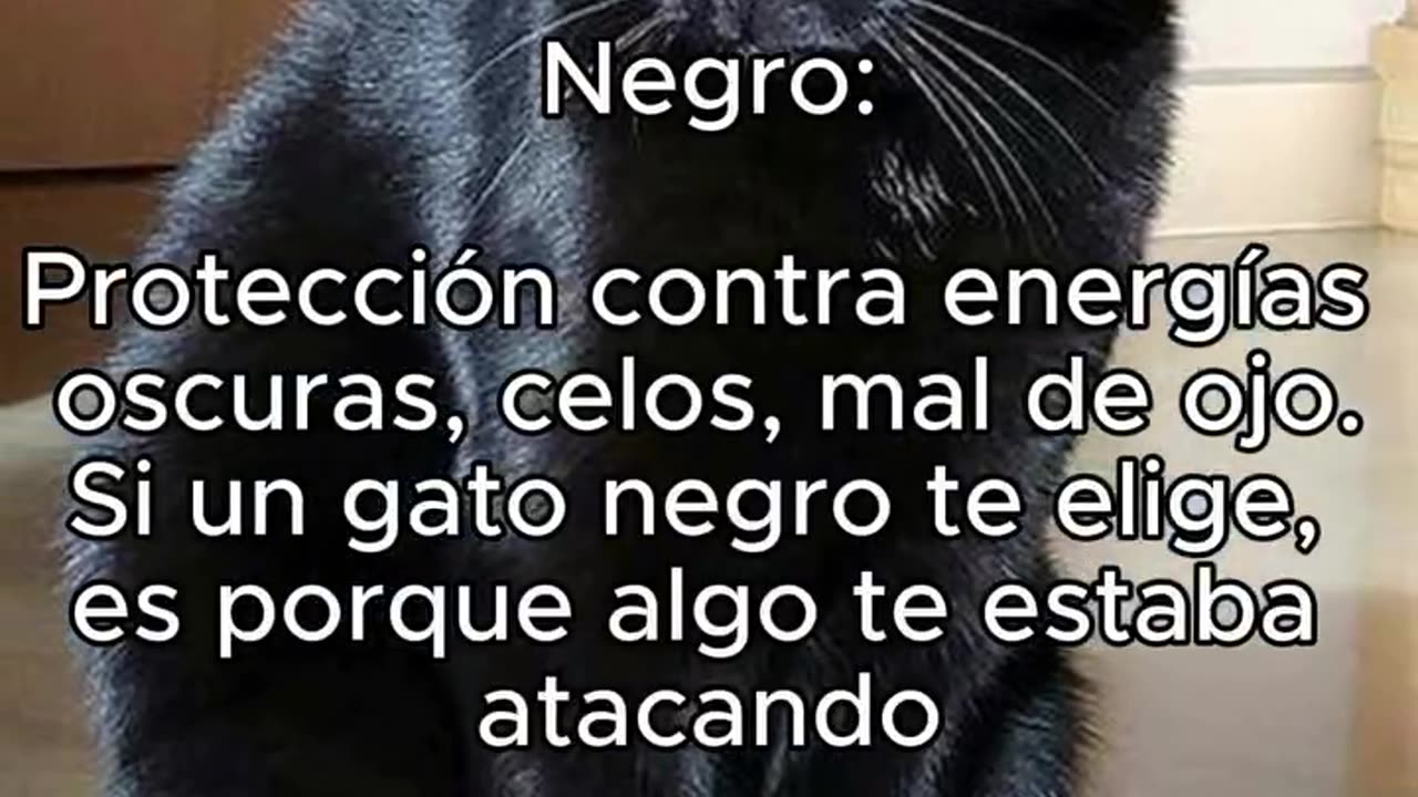 😊 🌈El 💧#Color⚪️ de 🫵#Tú 😸#Gatito.👍🏻