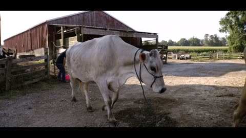 Barbara's Story: A Warner Cow Documentary