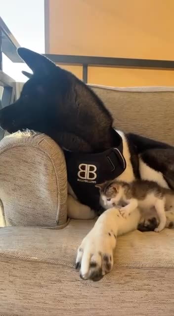 I have a ferocious bite so don’t mess with me 😂