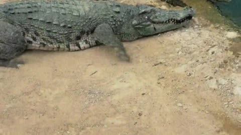 Crocodiles are afraid of shovels.