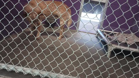 Bingo 1y Pet Id 947829 kennel 19 HSSAZ shelter he was shy @1st maybe gettin comfy by me20250627_205