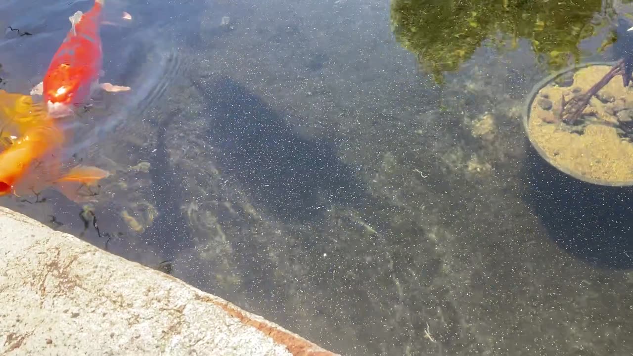 Koi Fish