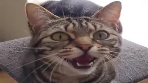 Loafing Cat Farts Out Its Mouth Twice