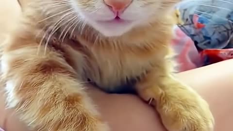 Cut cat