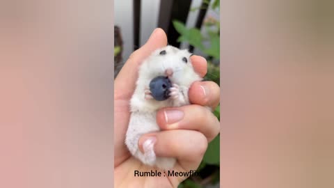Animal Compilation 🐾 | The Best of Adorable Pets