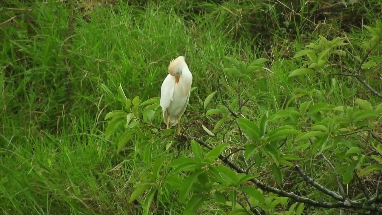 Serenity birds
