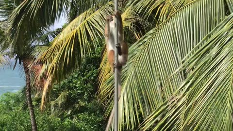 monkey