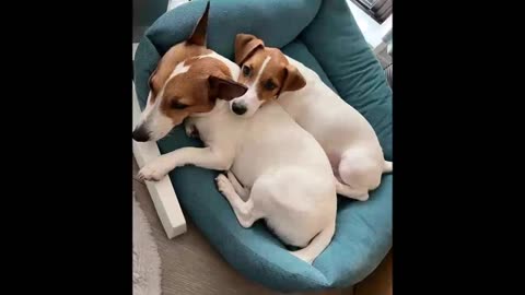 🐶🐱 Adorable Cats & Dogs Compilation – The Cutest Pet Moments! ❤️🎥