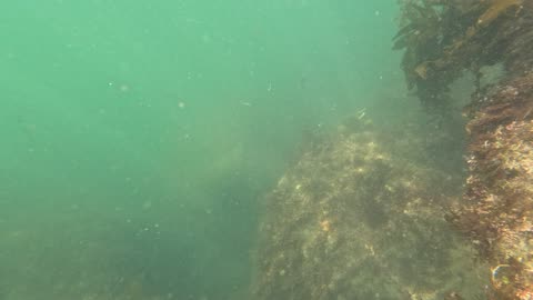 Fish Underwater 4K Views and Sounds Mission Bay 3 #share #fish #underwater San Diego