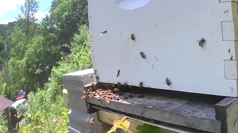 Bee Break #12